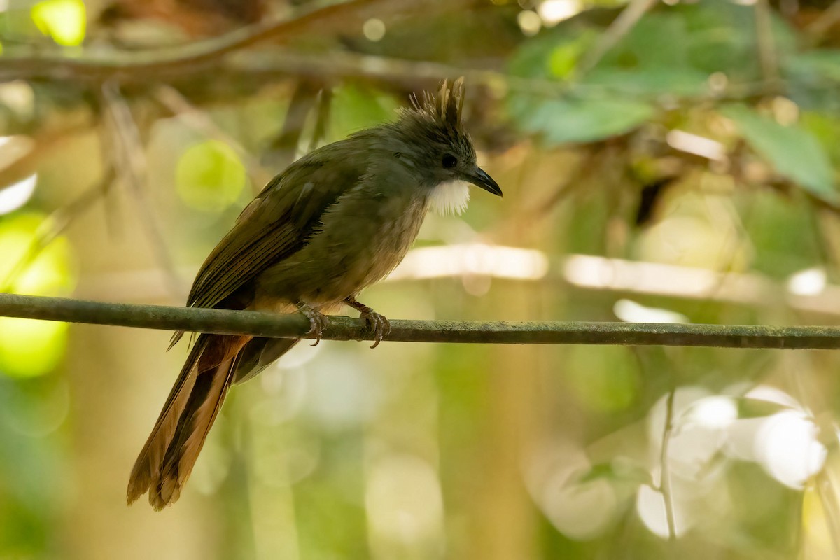 Penan Bulbul - ML643188884