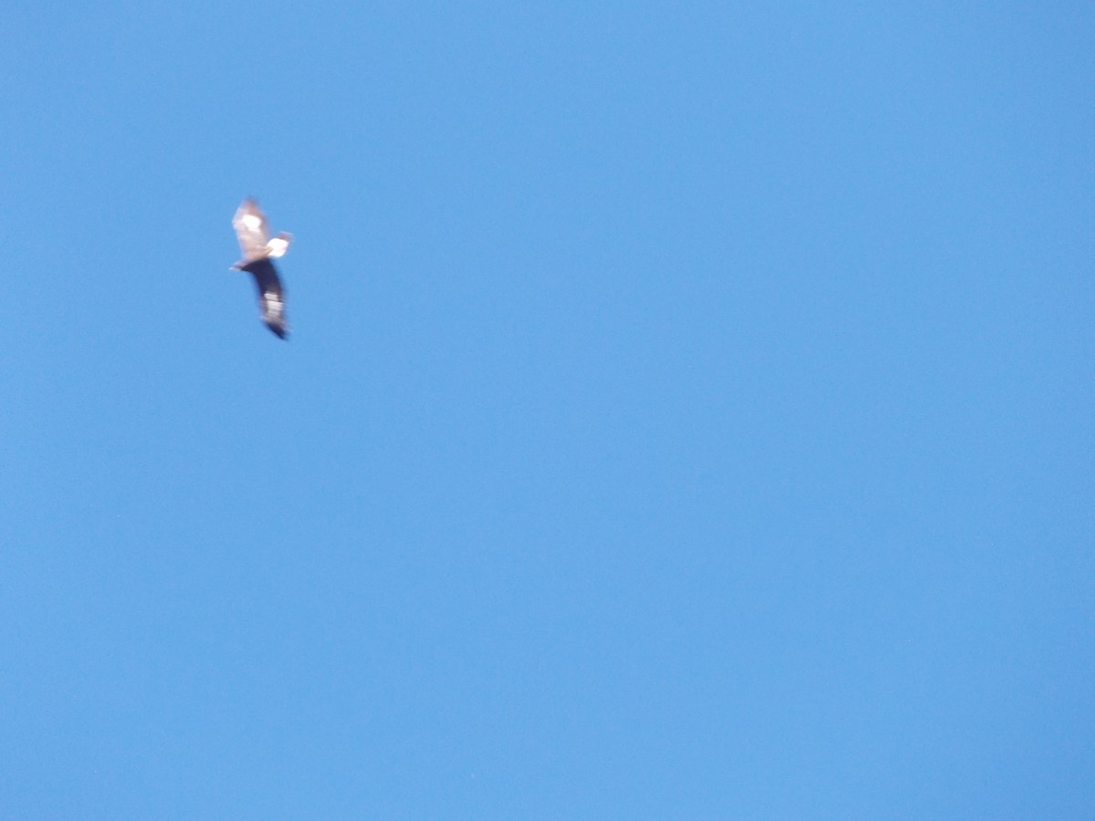 Golden Eagle - ML643188891