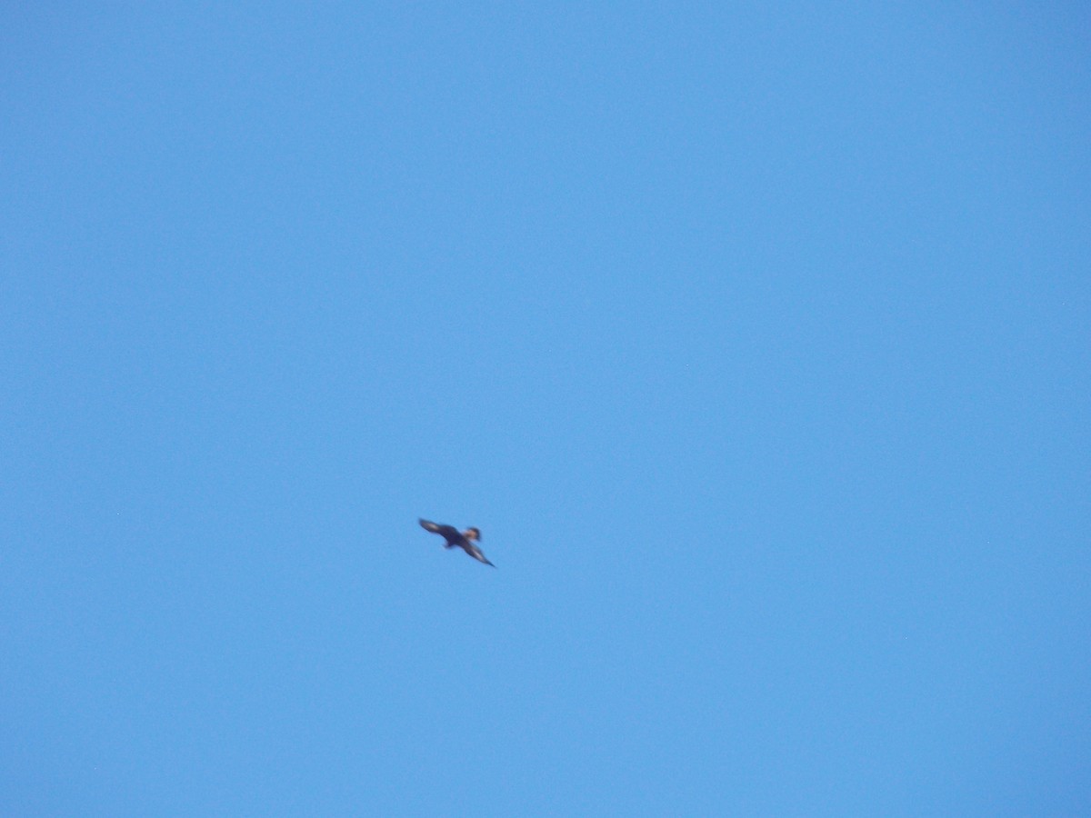 Golden Eagle - ML643188892