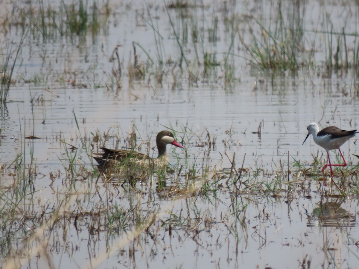 Red-billed Duck - ML643188895
