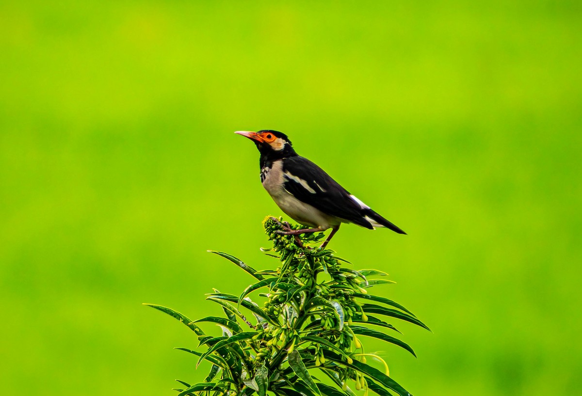 Indian Pied Starling - ML643188900