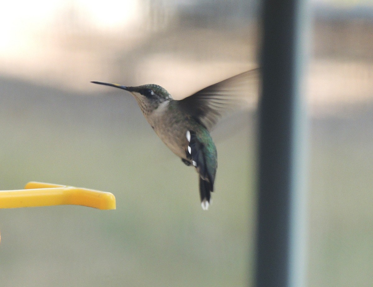 Colibri à gorge rubis - ML643188920