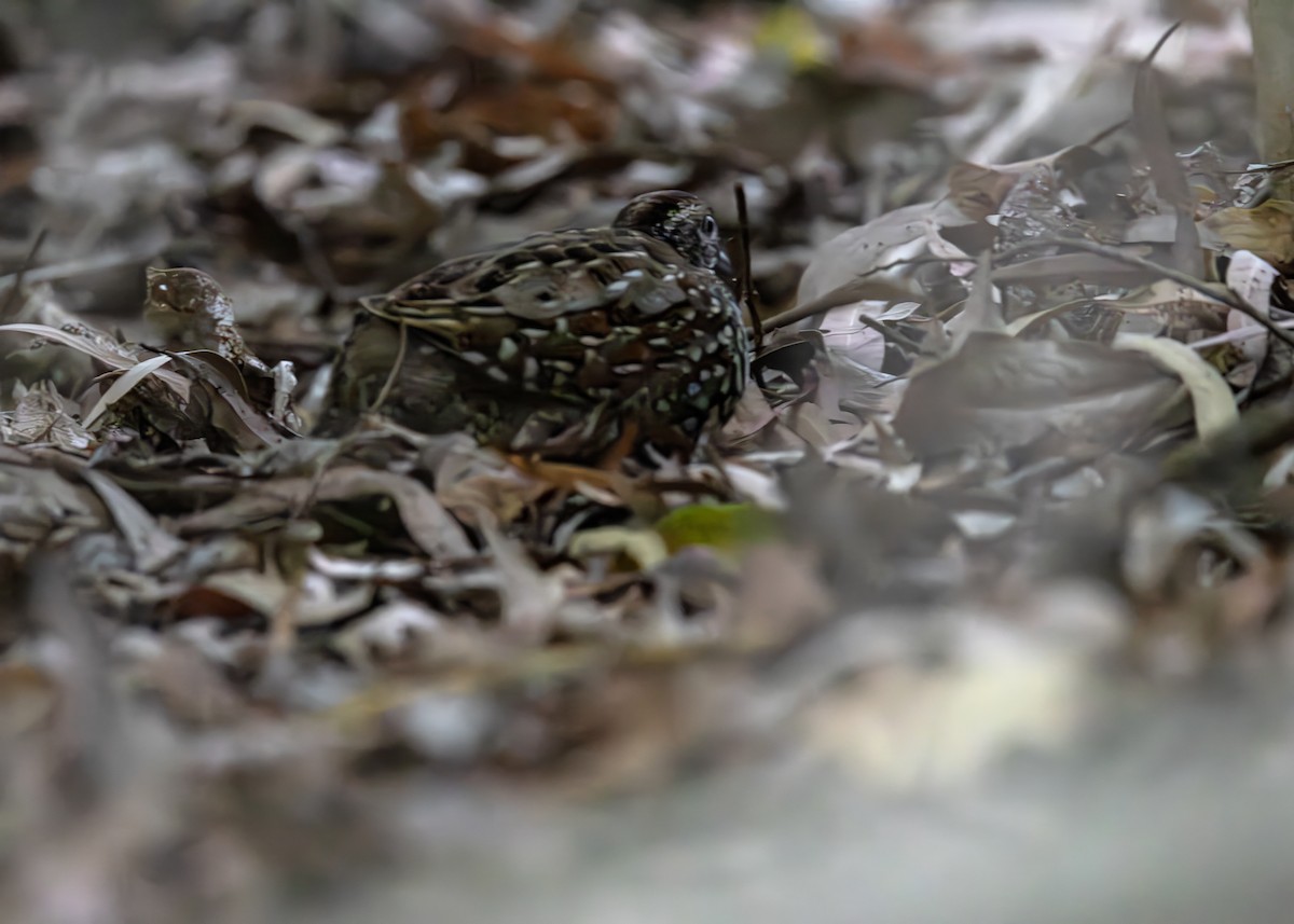 Black-breasted Buttonquail - ML643188926