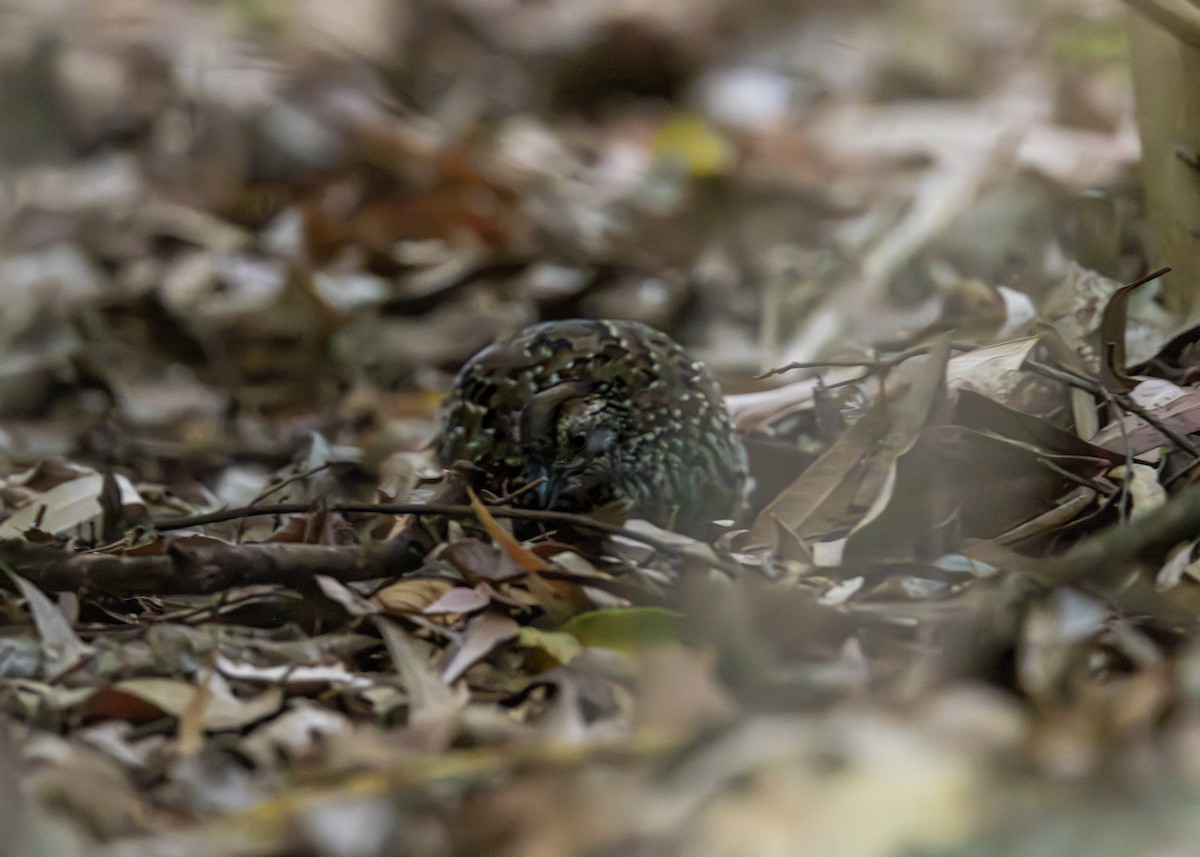 Black-breasted Buttonquail - ML643188927