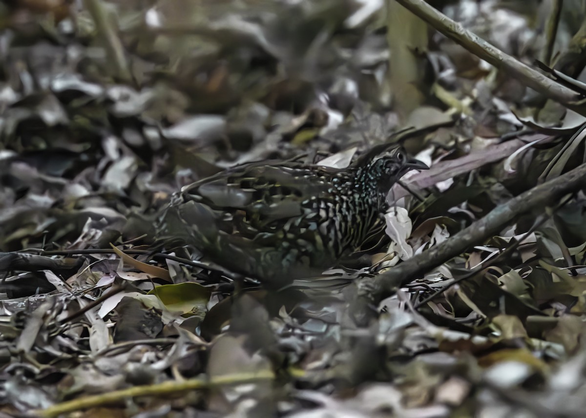 Black-breasted Buttonquail - ML643188928