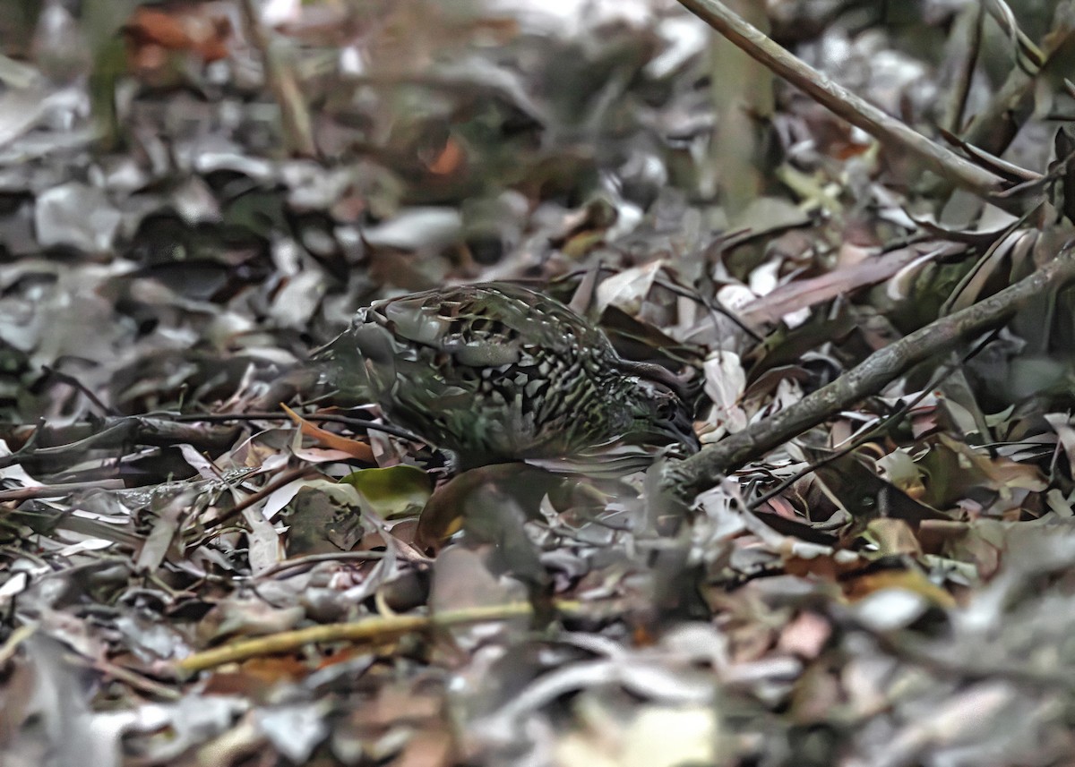 Black-breasted Buttonquail - ML643188931