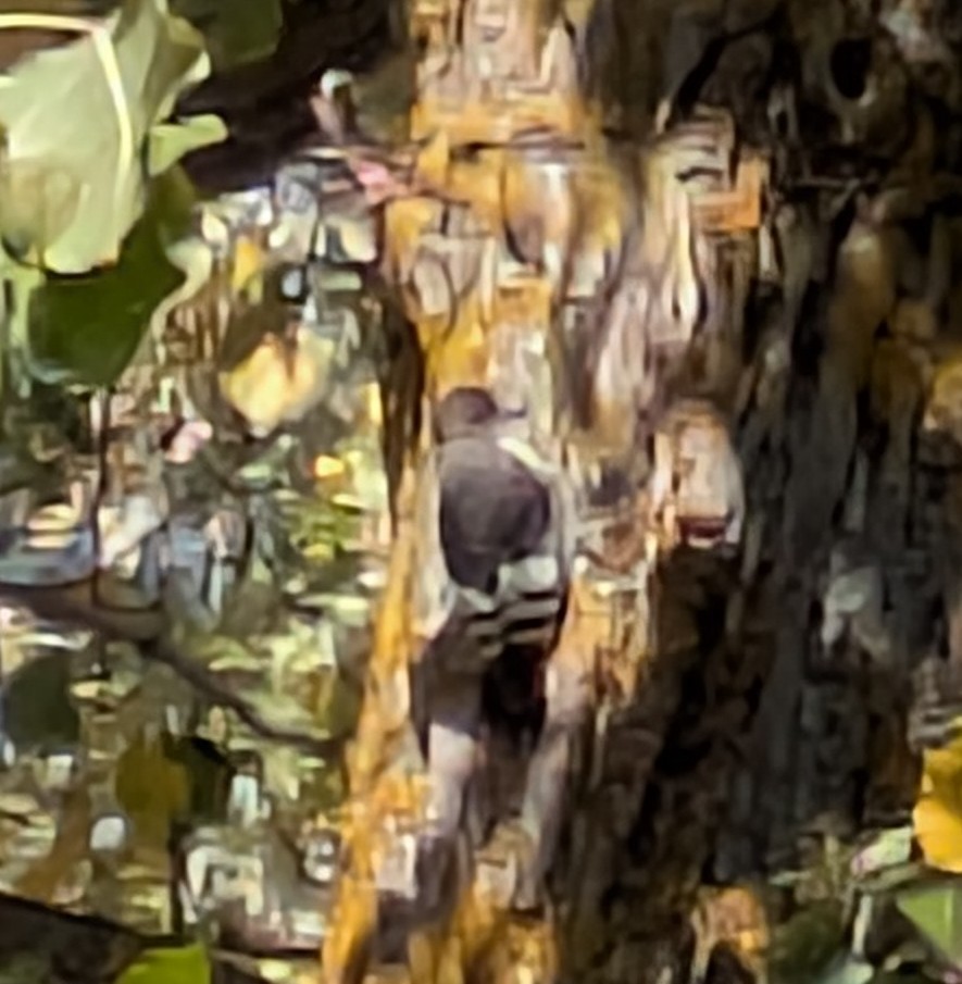 Red-headed Woodpecker - ML643188944