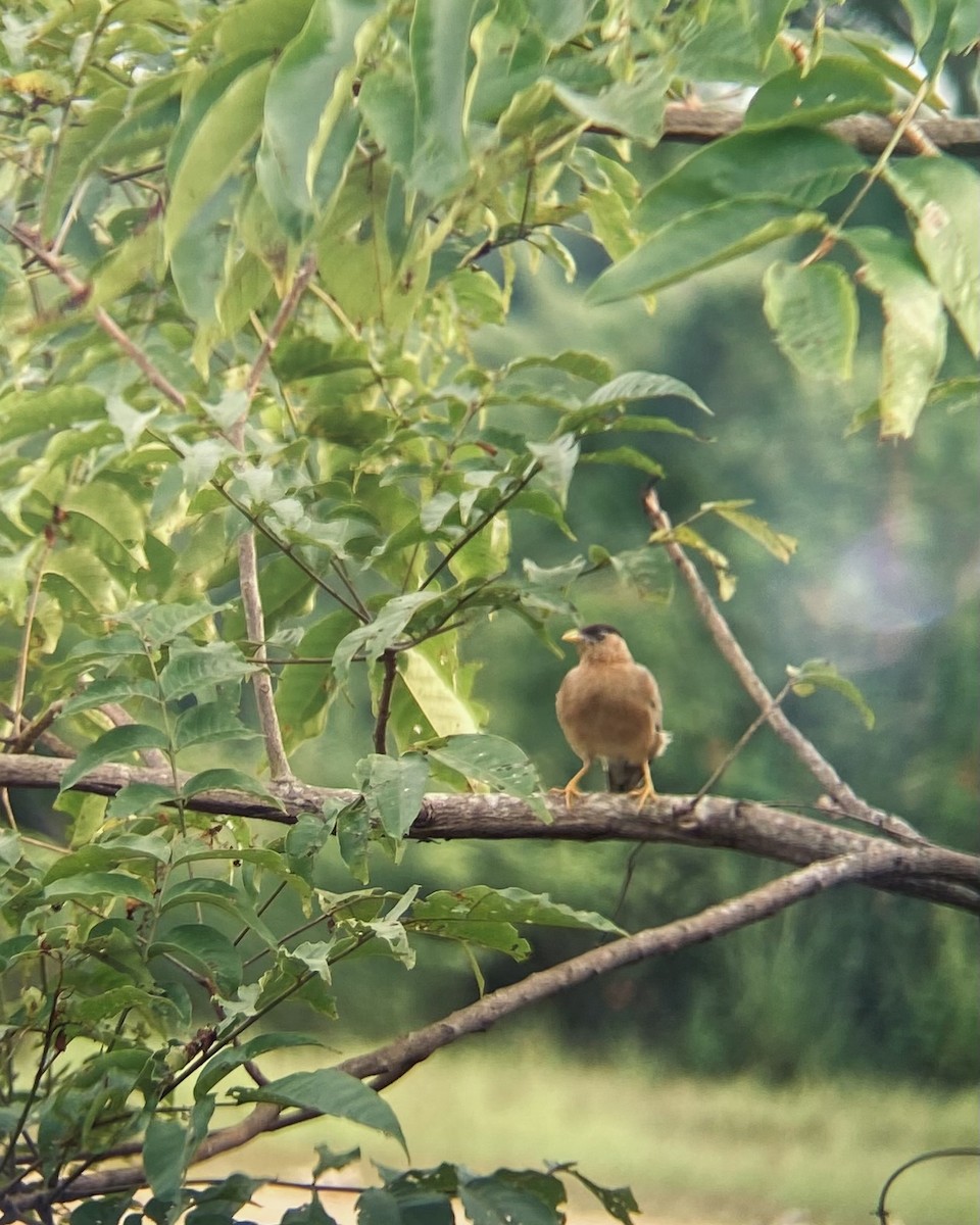 Brahminy Starling - ML643188946