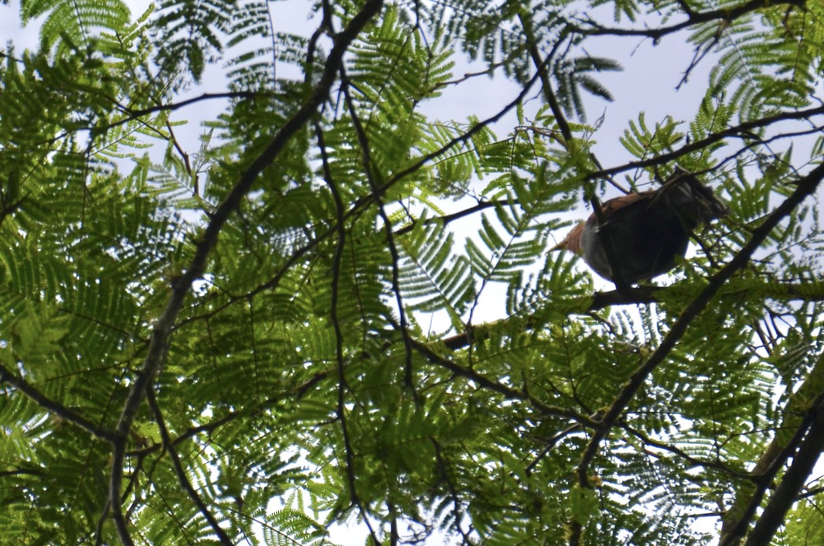 Squirrel Cuckoo - ML643188962