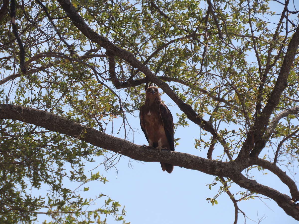 Tawny Eagle - ML643188963