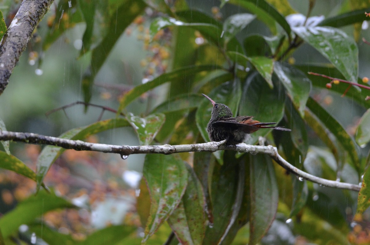 Rufous-tailed Hummingbird - ML643188980