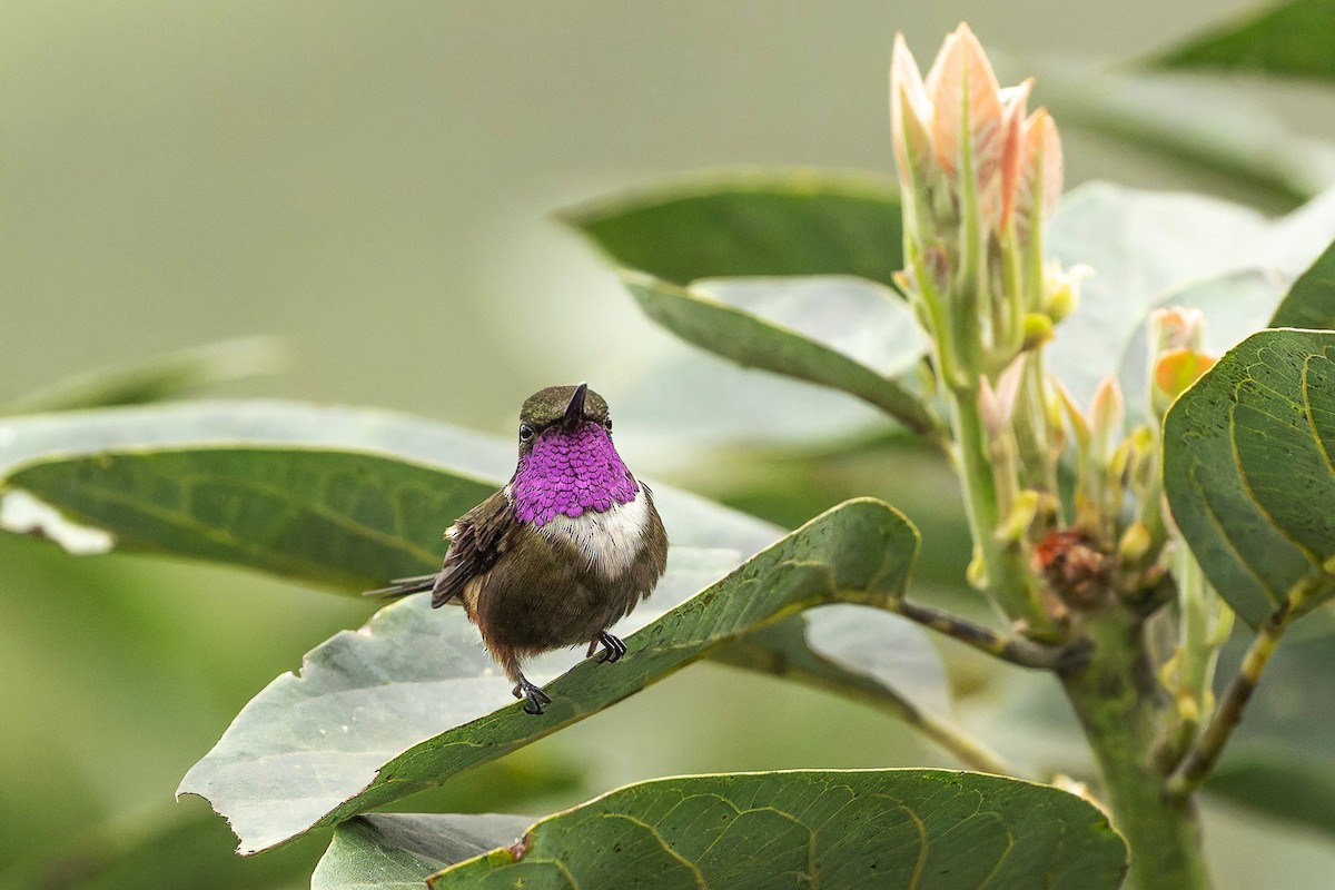 Purple-throated Woodstar - ML643188986