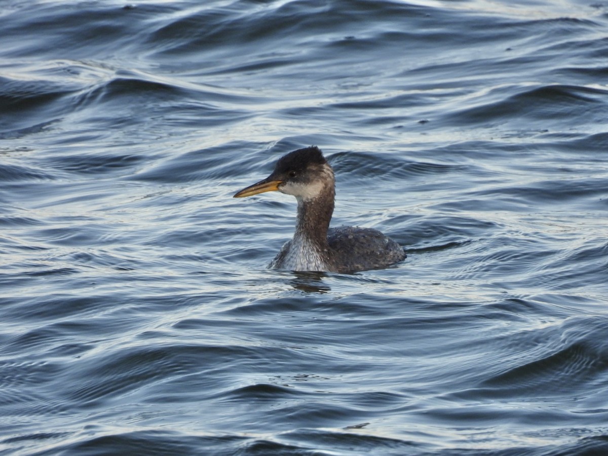 Буурал шунгуур - ML643189000