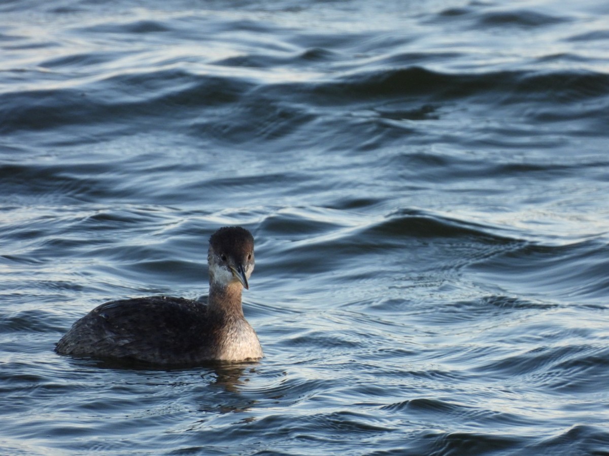 Буурал шунгуур - ML643189001