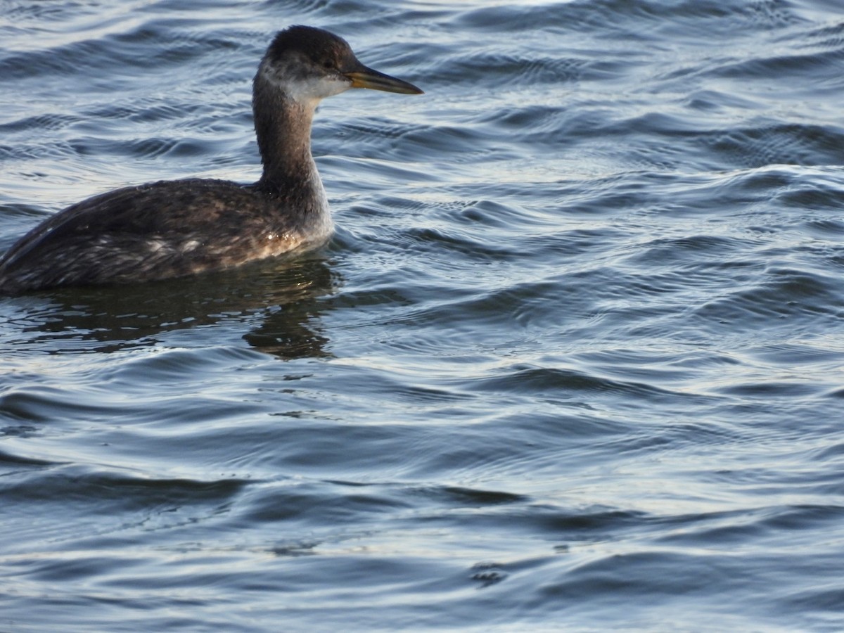 Буурал шунгуур - ML643189002