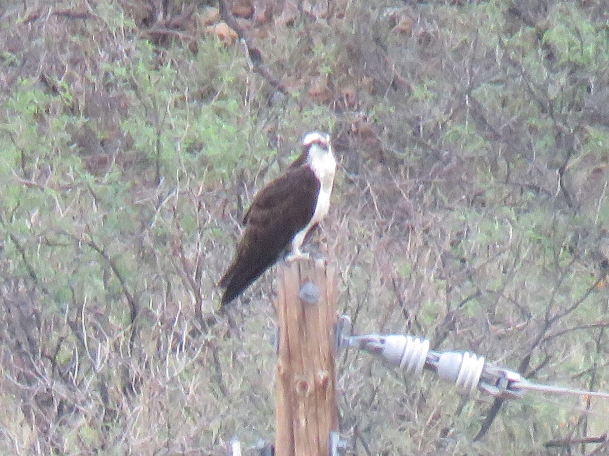 Osprey (American) - ML643189004