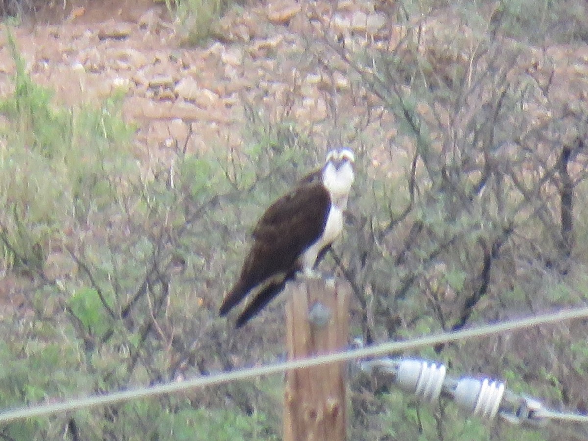 Osprey (American) - ML643189005