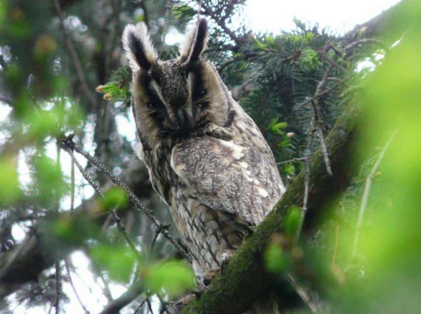 Long-eared Owl - ML643189022