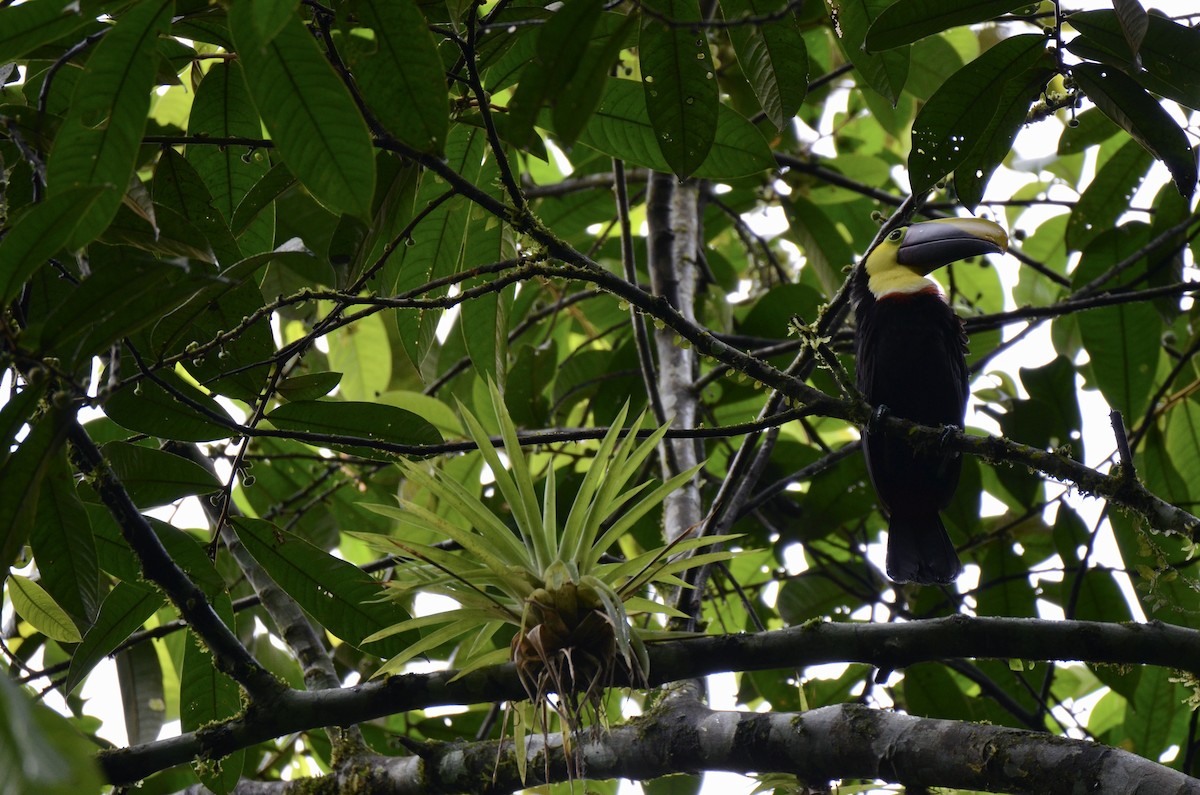 Yellow-throated Toucan - ML643189038