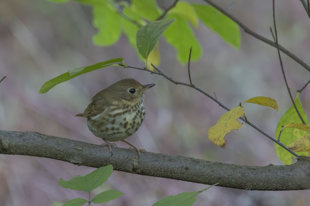 Hermit Thrush - ML643189041