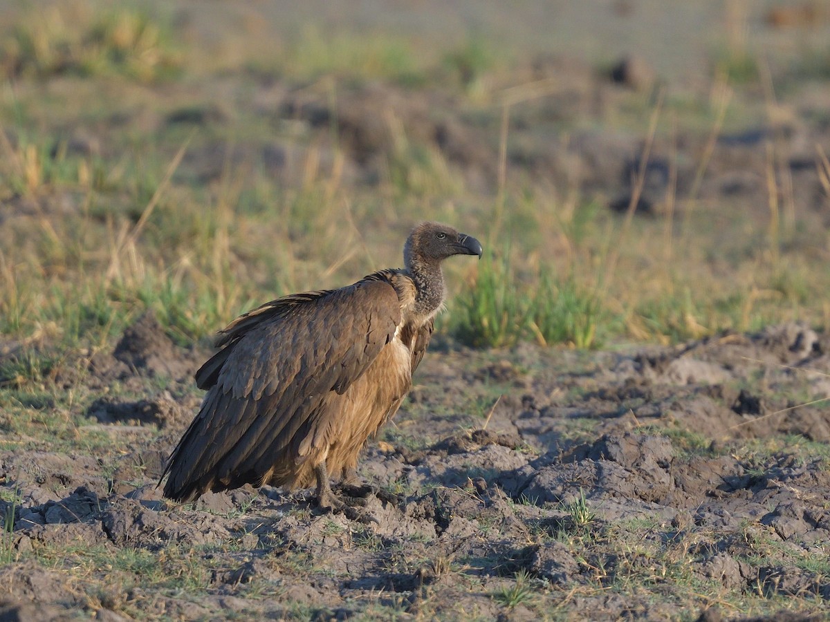 White-backed Vulture - ML643189047