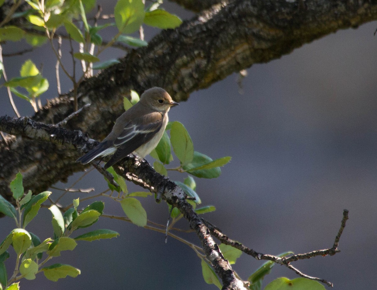 European Pied Flycatcher - ML643189061