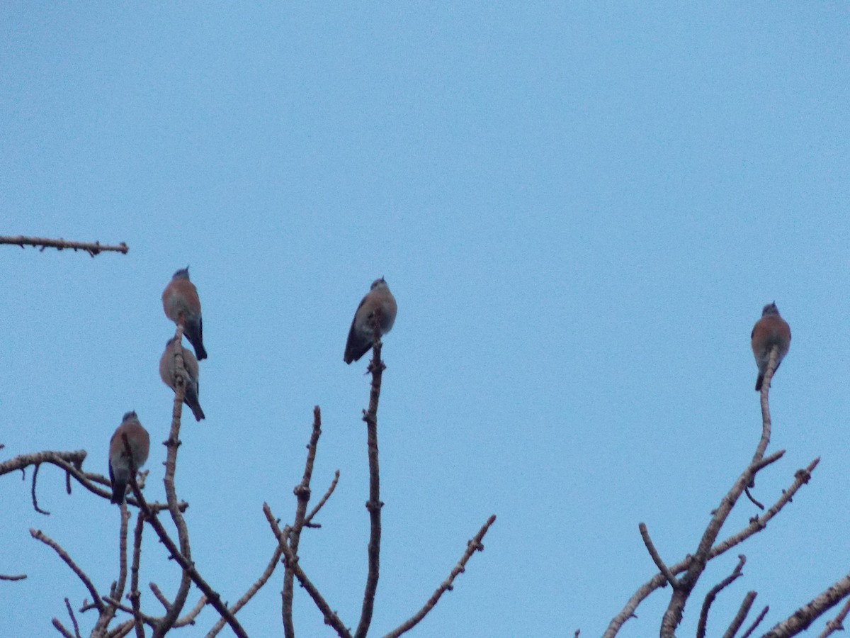 Western Bluebird - ML643189068