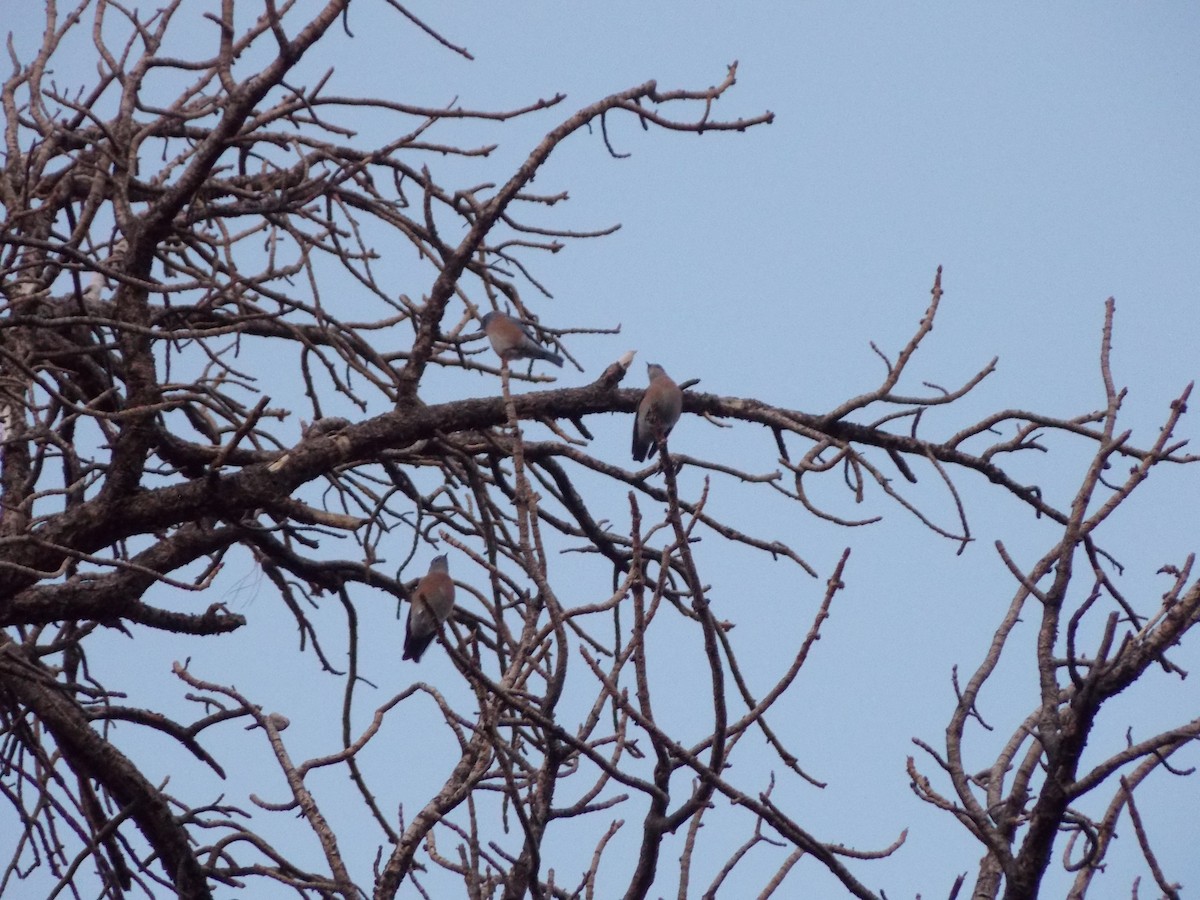 Western Bluebird - ML643189069