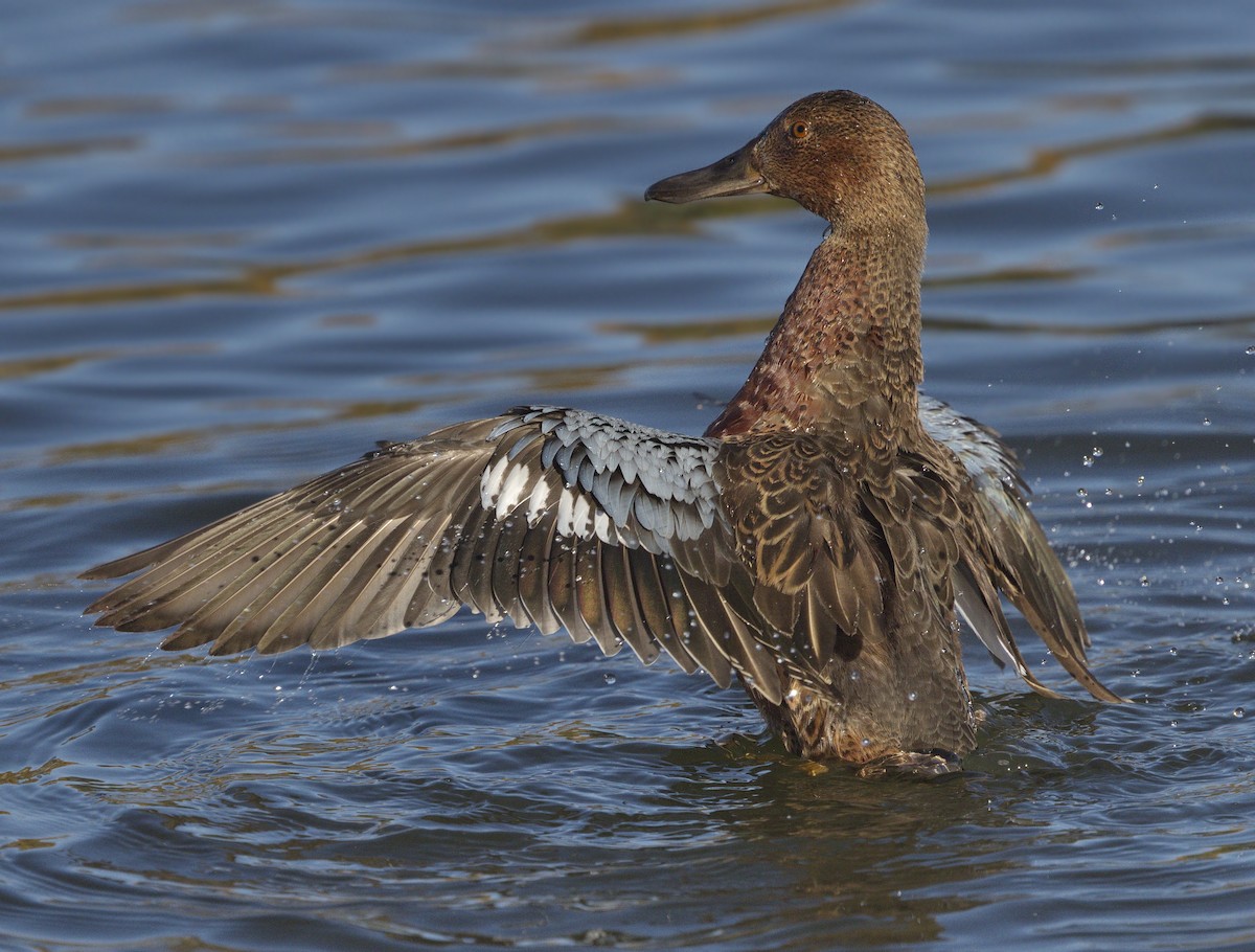 Cinnamon Teal - ML643189073