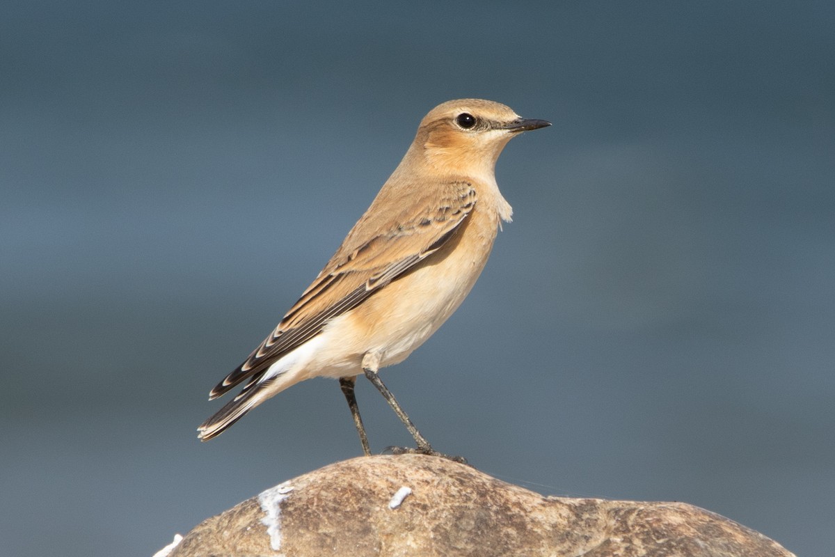 Northern Wheatear (Greenland) - ML643189075