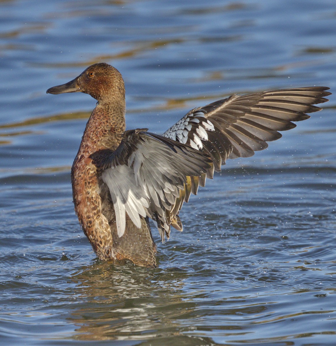 Cinnamon Teal - ML643189076