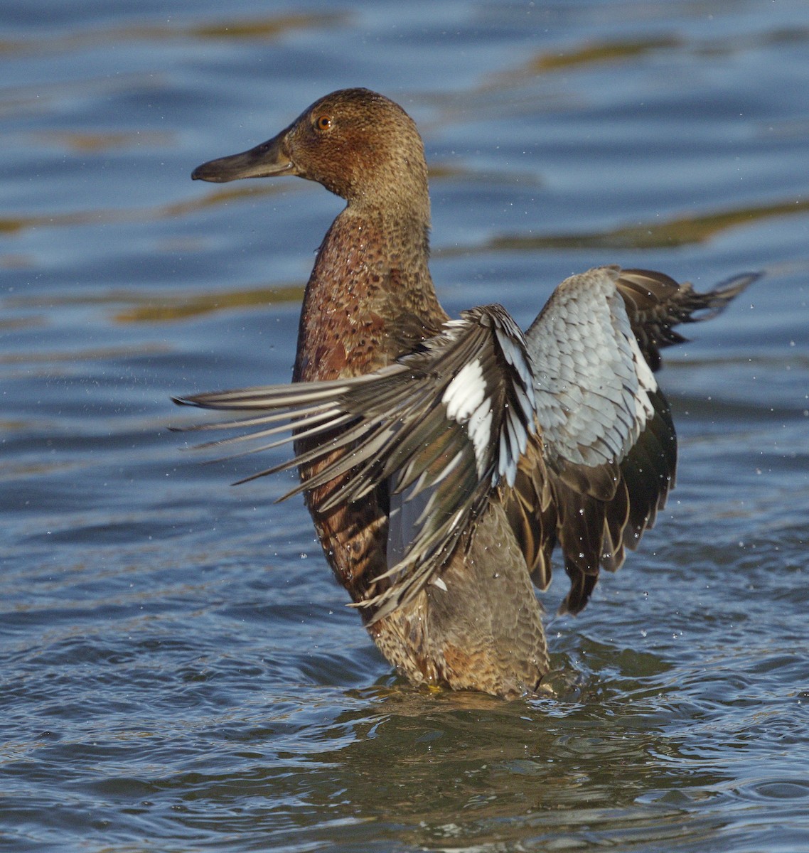 Cinnamon Teal - ML643189081