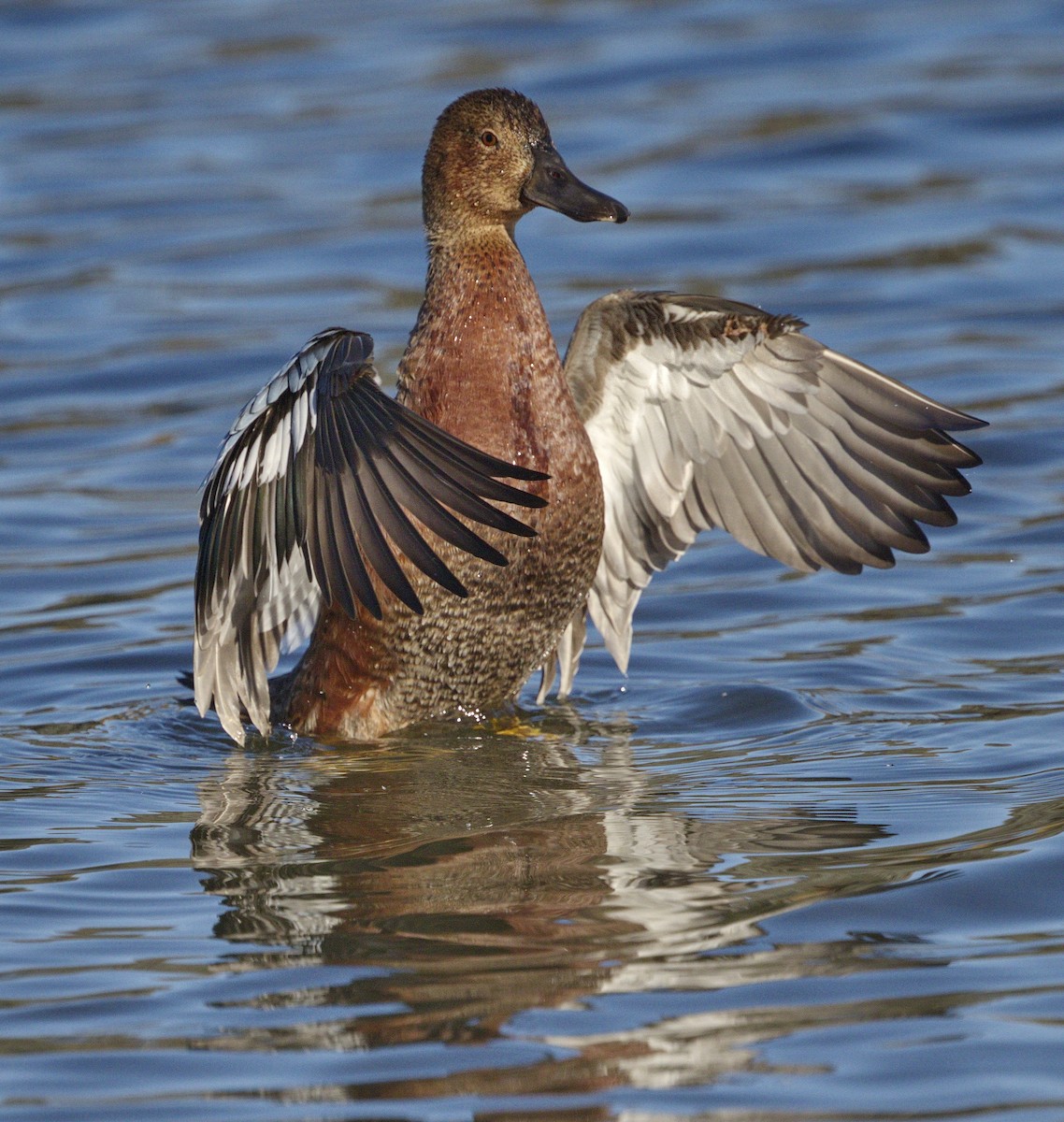 Cinnamon Teal - ML643189082