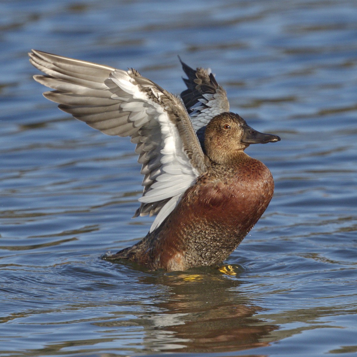 Cinnamon Teal - ML643189083