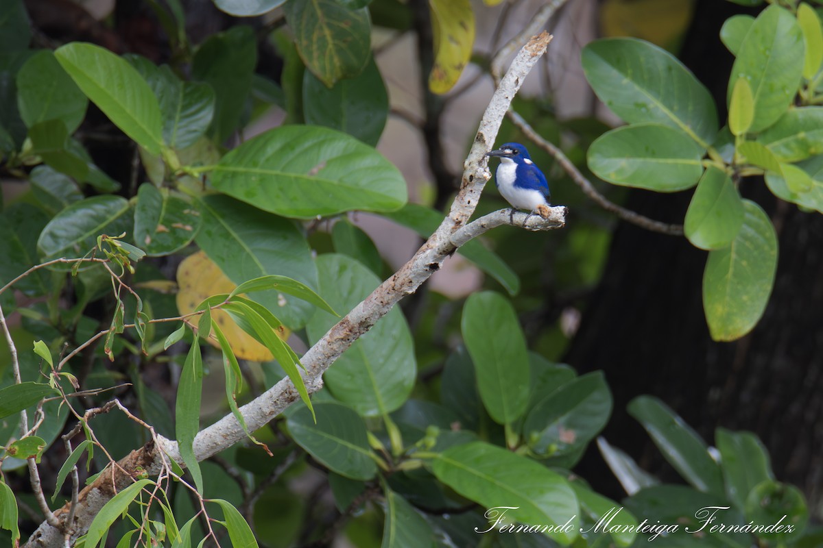 Little Kingfisher - ML643189100