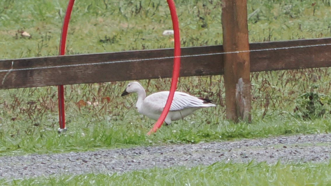 Snow Goose - ML643189105