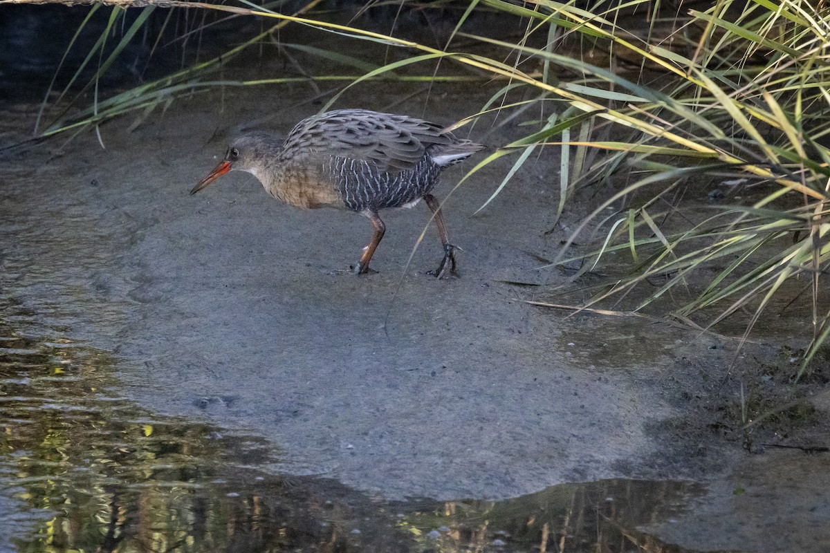 Ridgway's Rail - ML643189108