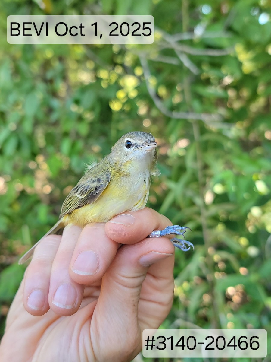 Bell's Vireo (Eastern) - ML643189133