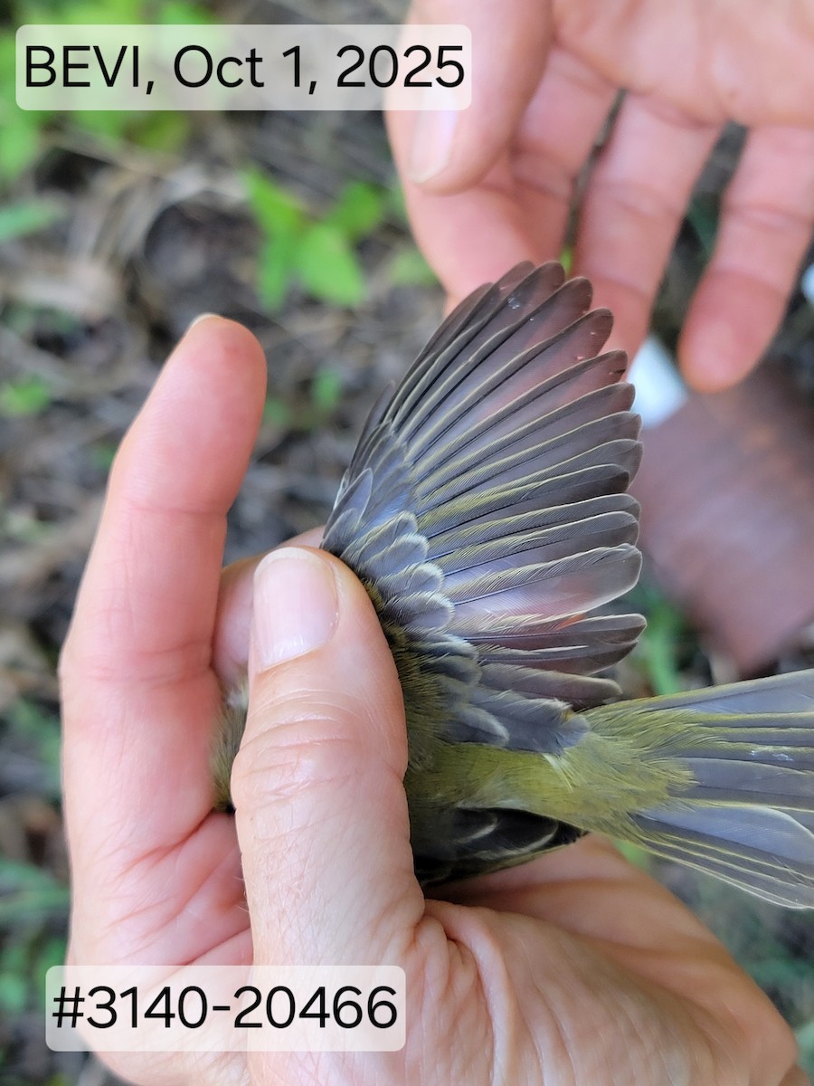 Bell's Vireo (Eastern) - ML643189134