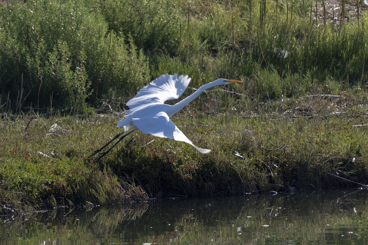 Grande Aigrette - ML643189141