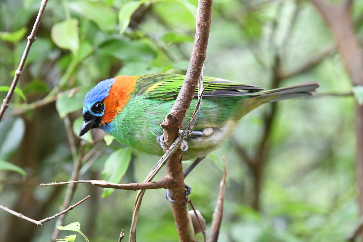 Red-necked Tanager - ML643189151