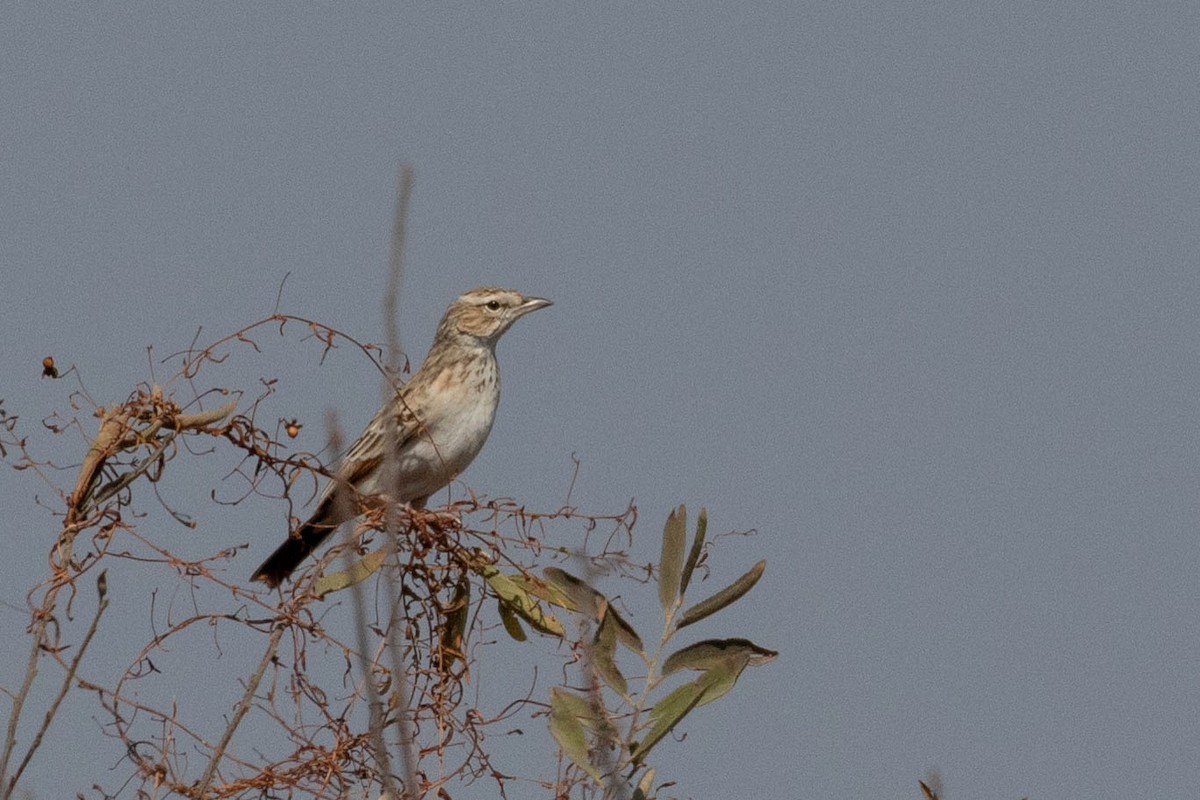 Fawn-colored Lark (Fawn-colored) - ML643189216