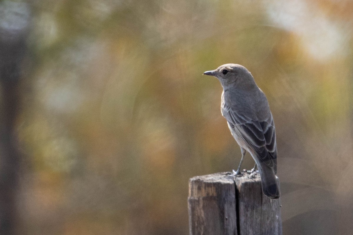 Chat Flycatcher - ML643189247