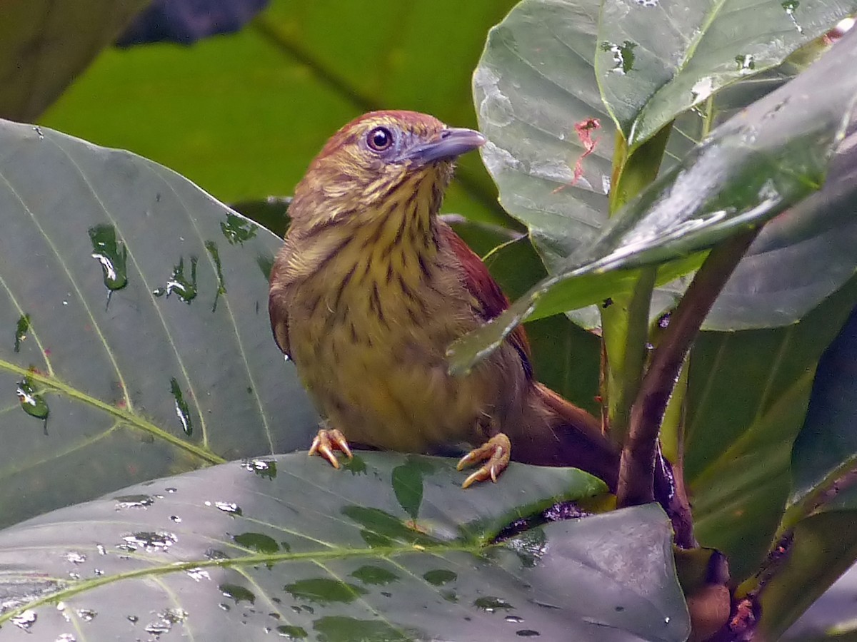 Pin-striped Tit-Babbler - ML643189250