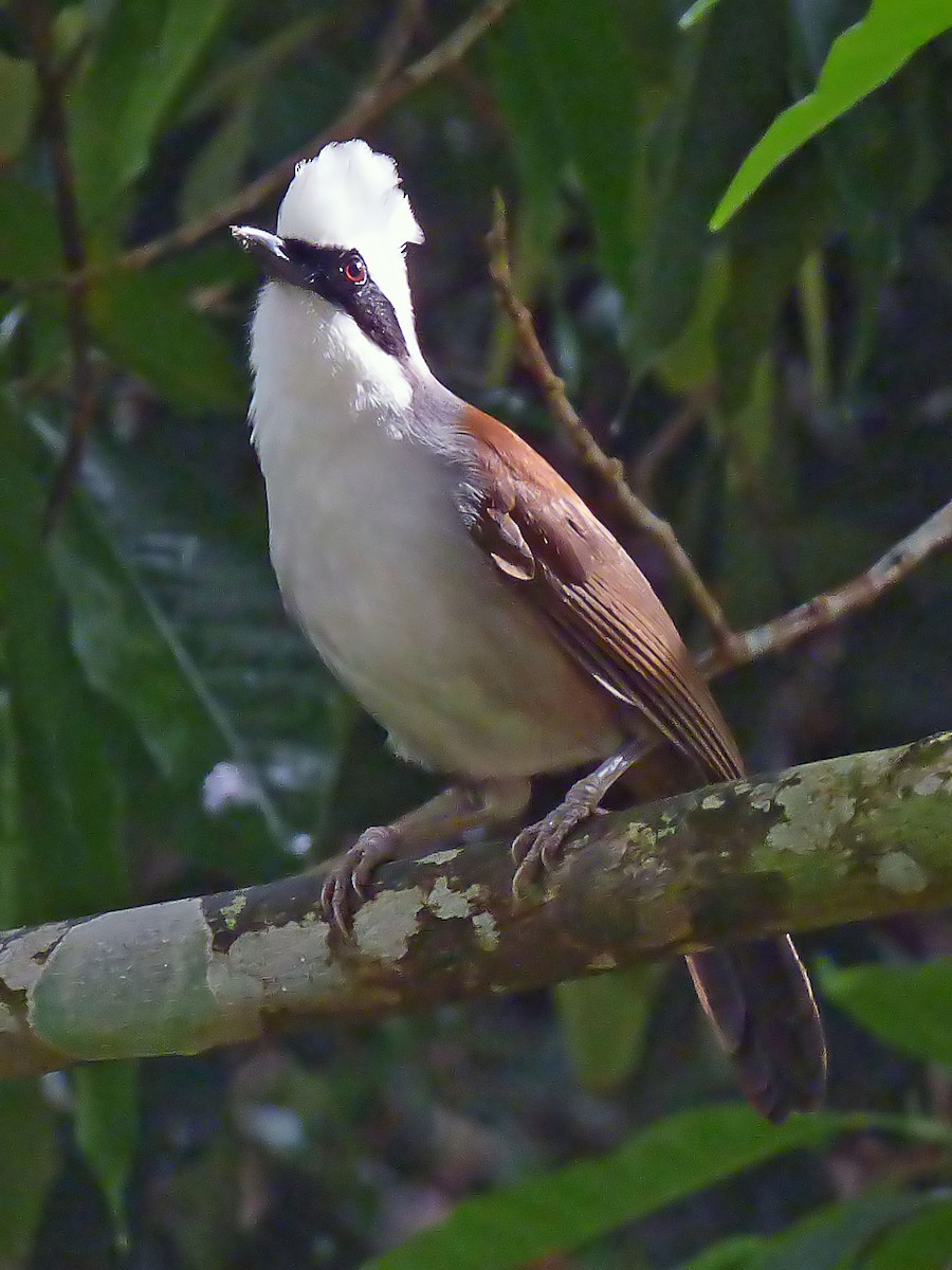 White-crested Laughingthrush - ML643189262