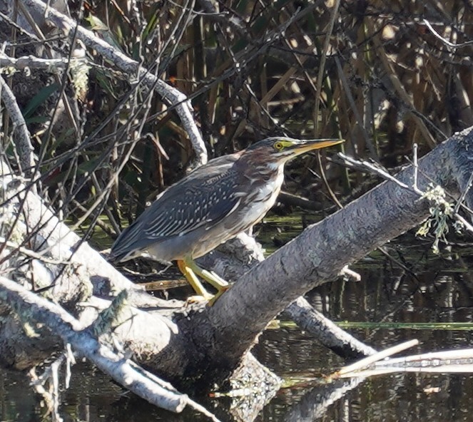 Green Heron - ML643189269