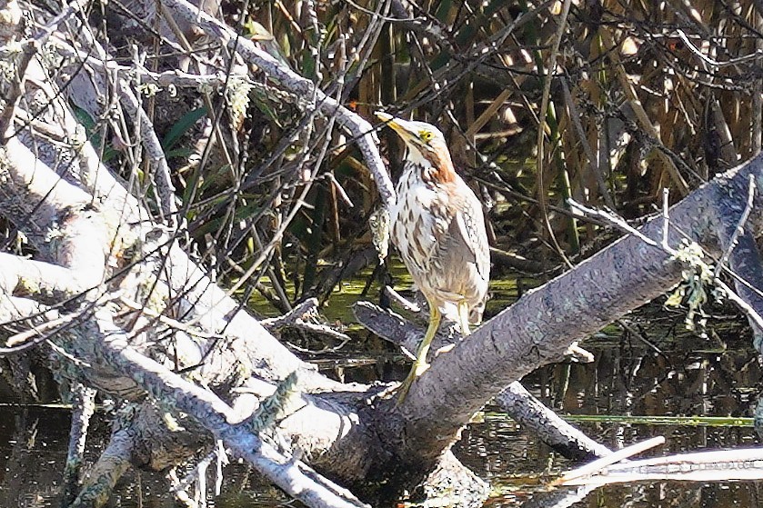 Green Heron - ML643189270