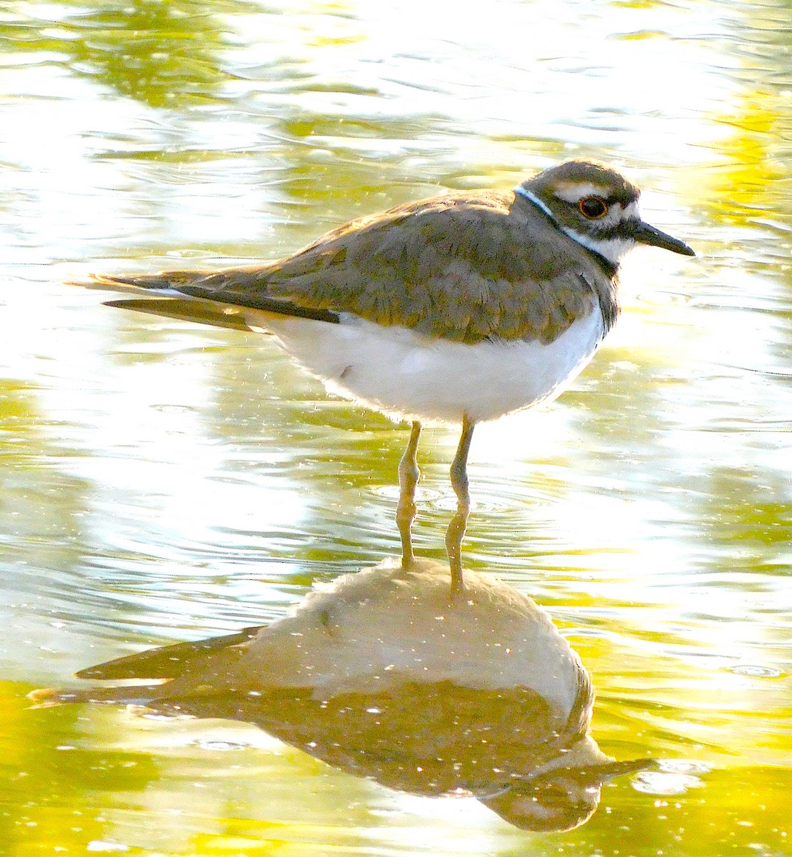 Killdeer - ML643189271