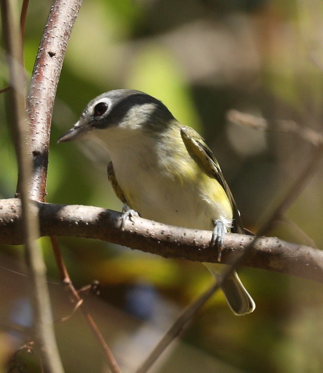 Blue-headed Vireo - ML643189272