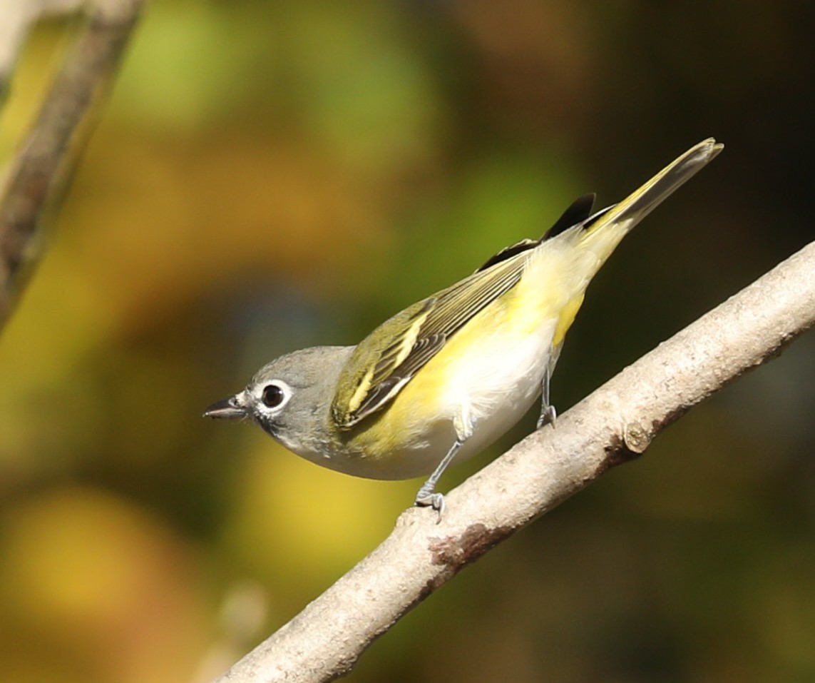 Blue-headed Vireo - ML643189273